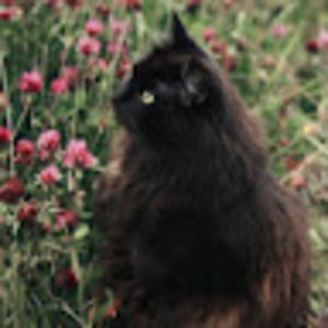 Meet your Posher, Serena